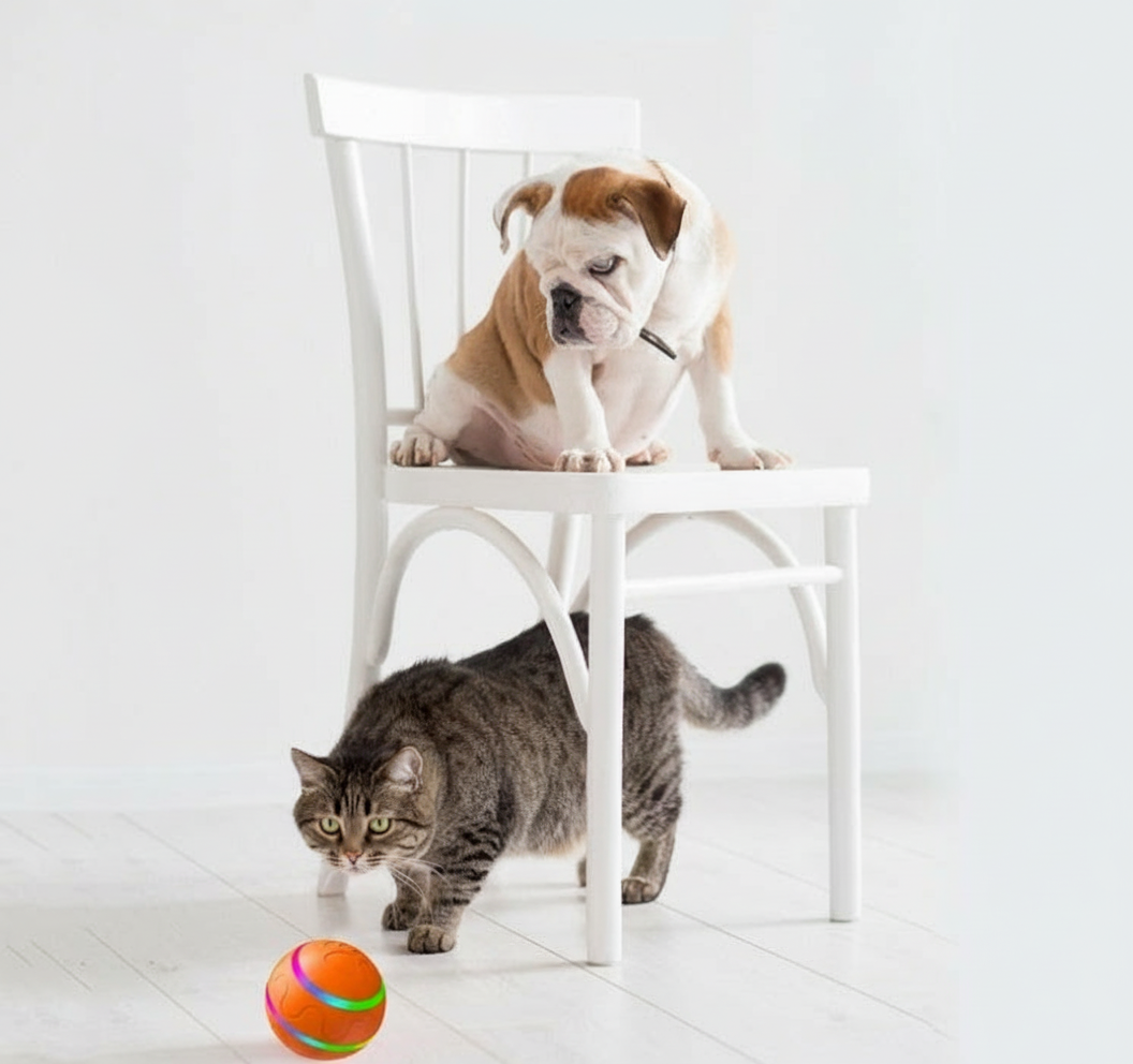 Dog on a white chair and cat on the floor with a colorful ball